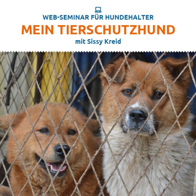 Webinar «Mein Tierschutzhund»
